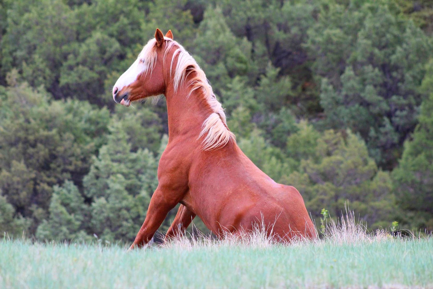 Horse dog